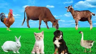 Farm Animals (Part 6) - Cow, Buffalo, Horse, Chicken, Goat, Dog - Animal Adventures