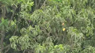 ঝড়ে আম পড়ে