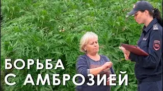 Борьба с амброзией