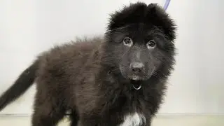 The perfect dog doesn't exist... | German Shepherd Puppy