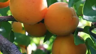 Выращивание абрикоса в средней полосе