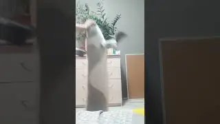 тимоха хотел подарить с хлебом(1 часть)