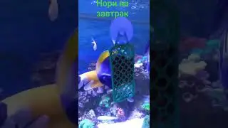 нори на десерт.