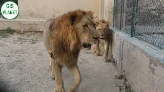 Brothers Lions of Safari Park | Lion Safari | GIS PLANET