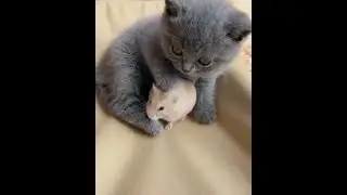 HOW Baby Kitten GROW: 0-30 Weeks! 😍 BEFORE & AFTER