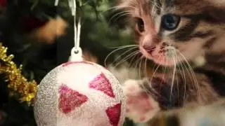 We Wish You a Merry Christmas