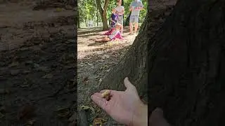 Кормим белок в ЦПКиО г. Рязань 🌰🥜🍏