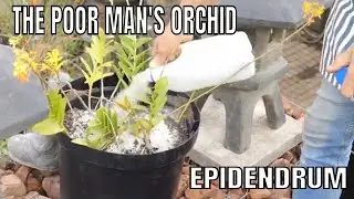 Epidendrum a Poor man's Orchid. How to pot up a large specimen .