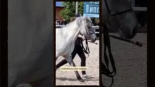 Забайкальская Чудесная 