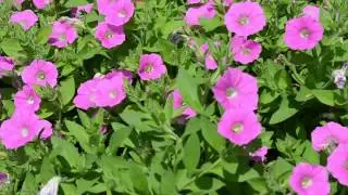 Petunia Shock Wave® Pink Shades