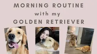 Morning Routine with my Golden Retriever | goldenbearollie