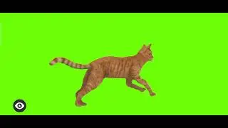 cat GREEN SCREEN || ALL POSE | no copyright.....100% copyright free
