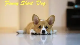 Puppies Welsh Corgi Cardigan eat delicacies. How to feed corgi puppies.