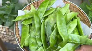 এই বছরের আমার সখের বাগানের সবজী! আলহামদুলিল্লাহ্ খুব ভালো হয়েছে!