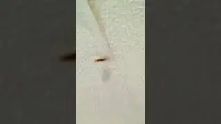 Bugs Attack!