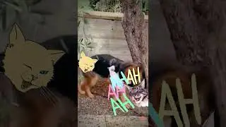 #cat vs #dog  #funnypets