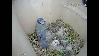 Bird Nest Box Wildlife Camera Footage - Green Feathers