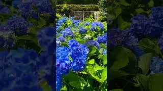 京都府宇治市にある三室戸寺に紫陽花を見に来てみた。