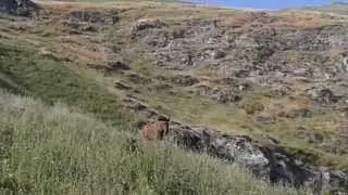 Таджикистан н.Нуробод д.Сафедчашма(самсолик) 27.07.2014