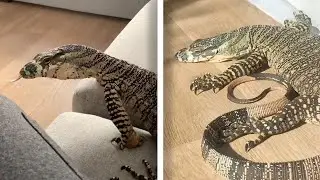 Reptile Keeper Aims To Educate Followers On Reptiles As Pets