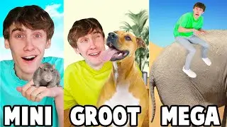Van Kleinste Naar Grootste Dier