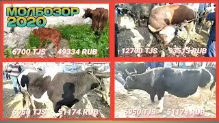 мол бозор / Регар 2020
