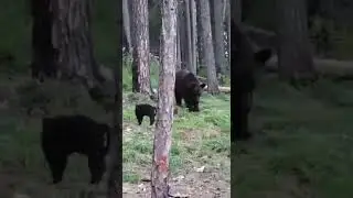 кот василий и медведь