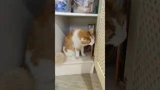 Рыжик в своём репертуаре - залез в кухонный шкаф #funny #funnypet #animal #funnyanimal #cat #dog