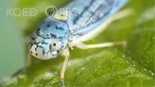 Sharpshooter Insects’ Sexy Vibrations Spell Trouble in the Vineyard | Deep Look