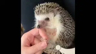 подстригаем ногти ёжику