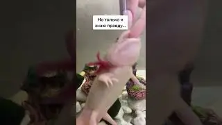 Аксолотль. Так и живем )) 