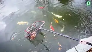 Epuisettes à fines mailles pour ramasser les déchets en surface d'un étang ou d'un bassin by JBL