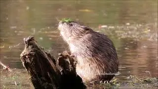 "What's On My Nose?" - Muskrat's Cute Moment