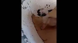 New member of the Family our 1month old 75% Pug