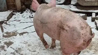 Поломка мельницы (Крупорушки) в самый неожиданный момент 😢.