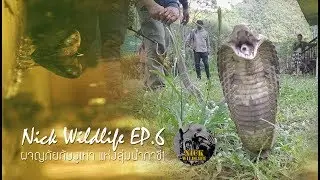 Nick Wildlife EP.6 ผจญภัยกับงูเห่าแห่งลุ่มน้ำภาชี 1 (งูเห่าไทยพ่นพิษ)