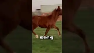 КОБЫЛКА КАК ВЕТЕР🔥