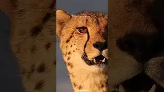 The Cheetah: The World's Fastest Land Animal