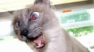 Приколы.Бешеная кошка