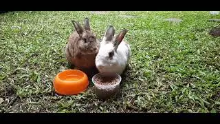 Rabbits