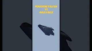 Peregrine falcon Vs bald eagle 