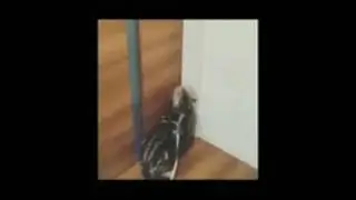 Смешные коты!