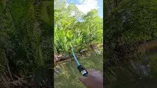 Ikan hitam besar 