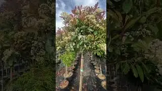 Фотиния на штамбе