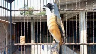 cendet pancingan