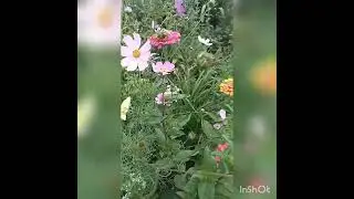Цветы в саду