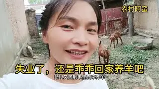 养羊妹，好不容易出坑，没几天又乖乖回来养羊，人算不如天算