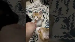 Мой смысл жизни