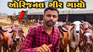 લાખો રૂપિયા નું પશુધન તમે કોઈ વાર જોયું original Giri cow aaryman girgaushada jashdan ￼