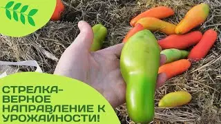 Томат- гном Стрелка. Идеален для вяления!